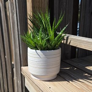 Ribbed Striped Modern Ceramic Pottery 5.5" Planter